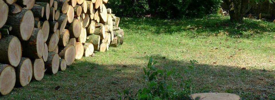 abattage arbres dangereux Vendée